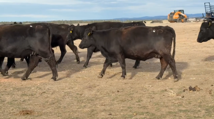 If you’re after a group of cows that plain know how to work, these ladies fit the bill.-BC1202E5